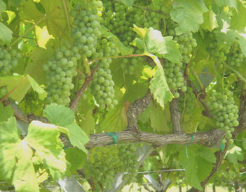 closeup of grapes on vine