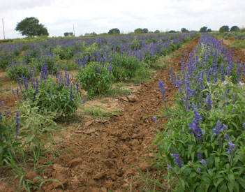 Becker Vineyards lavender farm